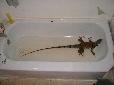 This young male is only three years old, and already fills a full sized bathtub!