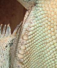 Male iguanas have much larger pores.