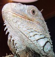 A sexually mature male iguana will have larger jowls.
