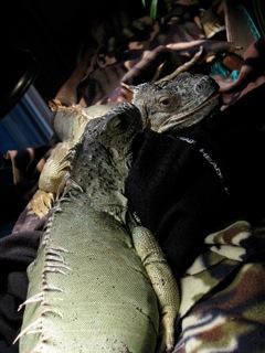 adult female iguana