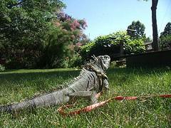 give your iguana access to unfiltered sunlight