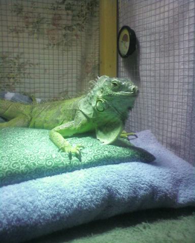 iguanas from babies to seniors need homes