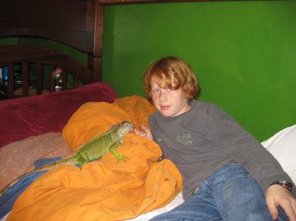 young male iguana