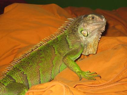 young male iguana