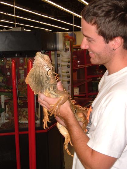iguanas are fascinating pets, but not for everyone