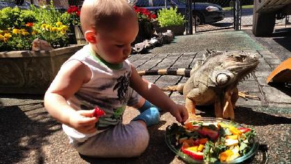 kids and iguanas