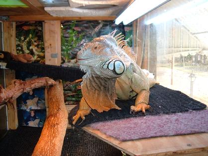 Some male iguanas are more orange in color.