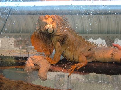 Give your iguana visual stimulation by placing the cage by a window.