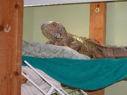 Iguanas are territorial. They do not always get along with other iguanas.