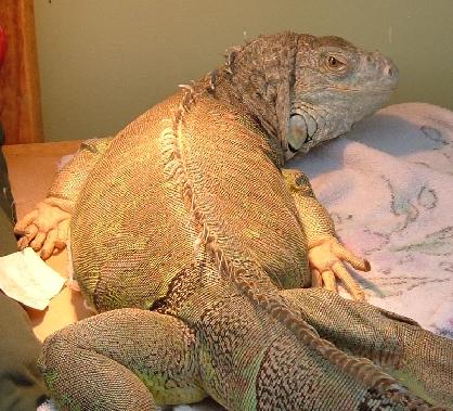 females will lay eggs even without mating