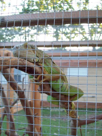 outside cages can be easy to build