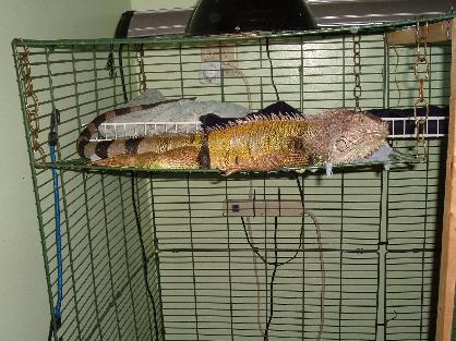 Always feed your iguana a fresh greens diet.