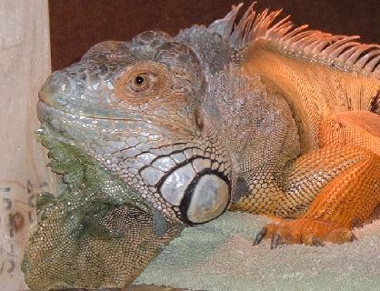 Read the F-E-L-T-S of iguana care