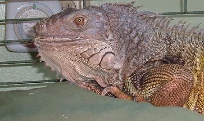 Green Iguanas are native to Mexico, Central and parts of South America