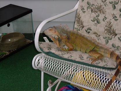 iguanas are territorial