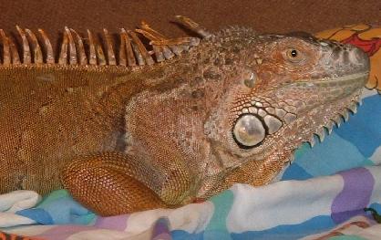 Have your vet check out your adopted iguana