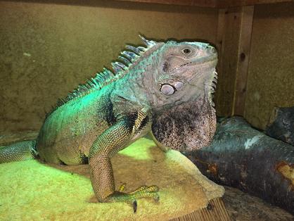 male iguana
