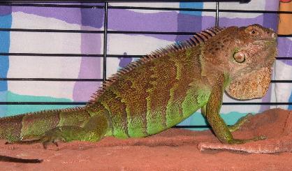 Help us to find homes for iguanas!