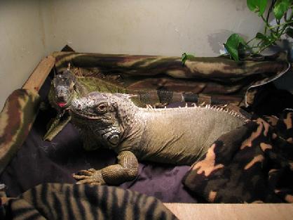 iguanas form a pecking order