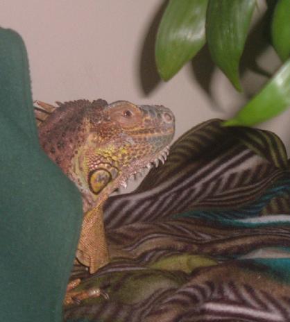 give your iguana time to settle in