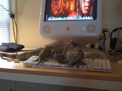 Daily handling keeps your iguana tame