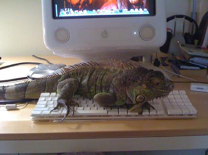 Iguanas are very interactive