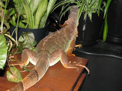 young female iguana