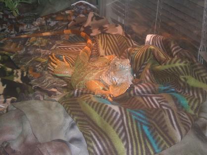 female iguana relaxing