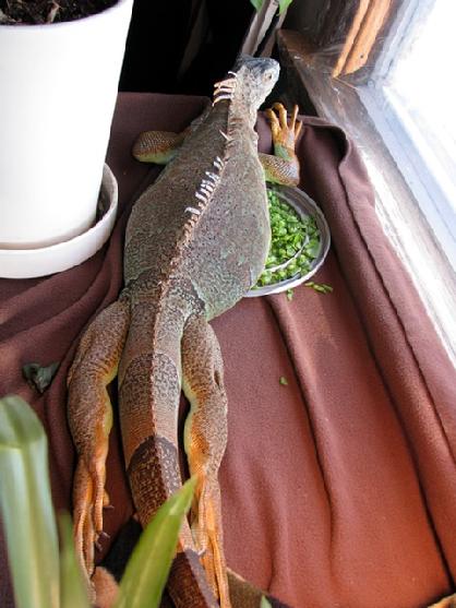 young female iguana