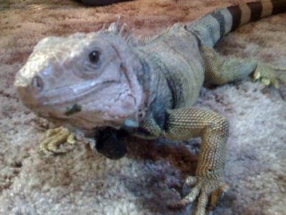 feed your iguana a diet rich in dark greens.