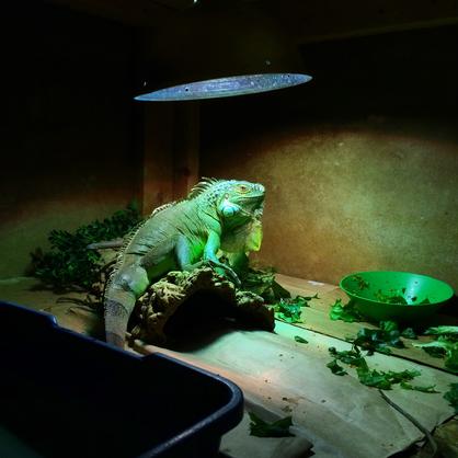 Male iguana with prior MBD