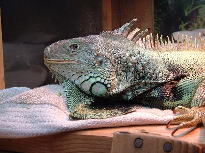 Keep your iguana a large enclosure. Six feet tall and 8 feet long, minimum.