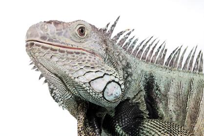 male iguana