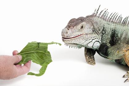 male iguana