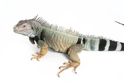 male iguana