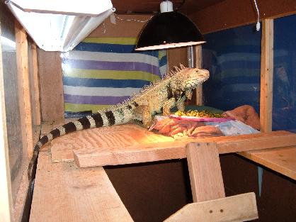 Keep UVB lights about 12" from the skin of the iguana for maximum benefits