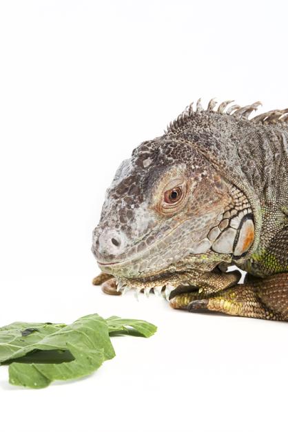 senior iguana