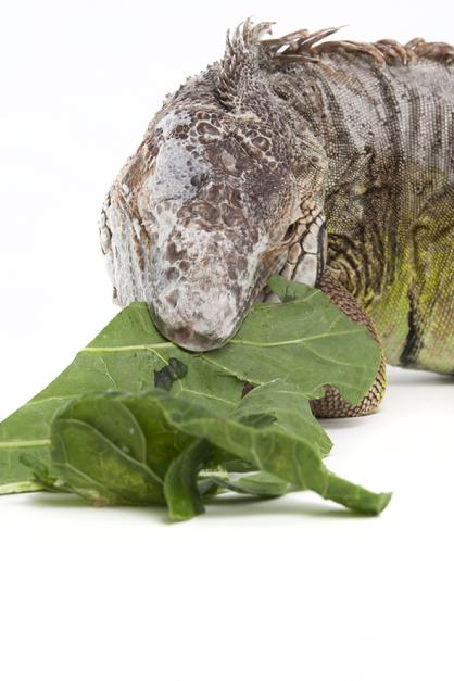 senior iguana eating greens