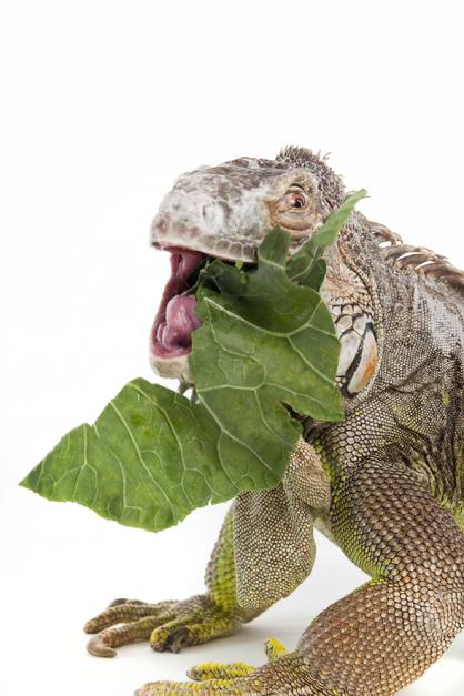 senior iguana eating greens