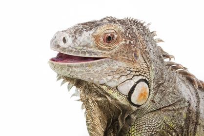 senior iguana eating greens