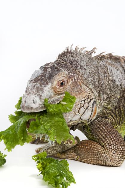 senior iguana eating greens