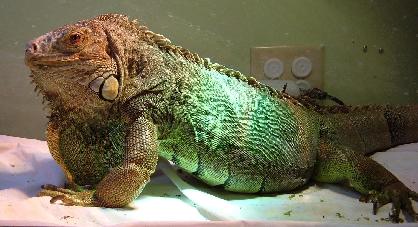 Iguanas reach sexual maturity at about 10" STV