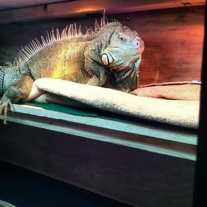 large female iguana