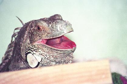 an iguanas tongue is forked, called bifurcated