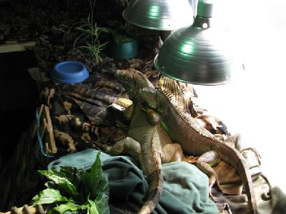 each iguana has it's own personality