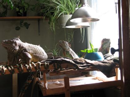 adult females iguana