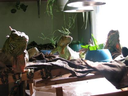 iguanas have a social heirarchy.