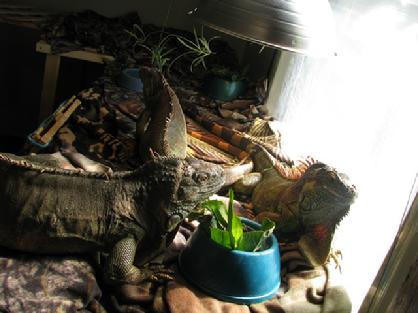 a room is necessary to house multiple iguanas